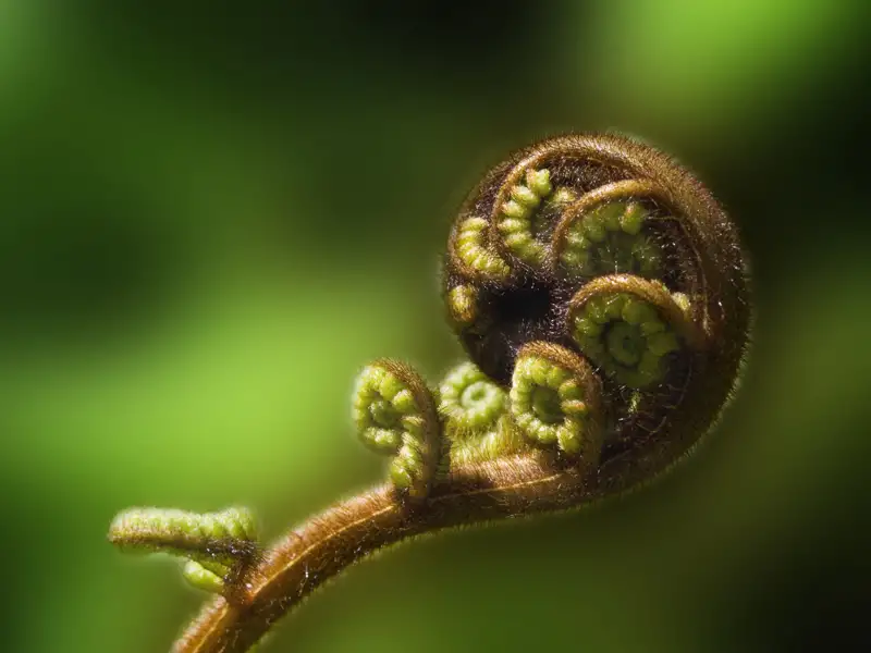 Sich entrollender Farnwedel