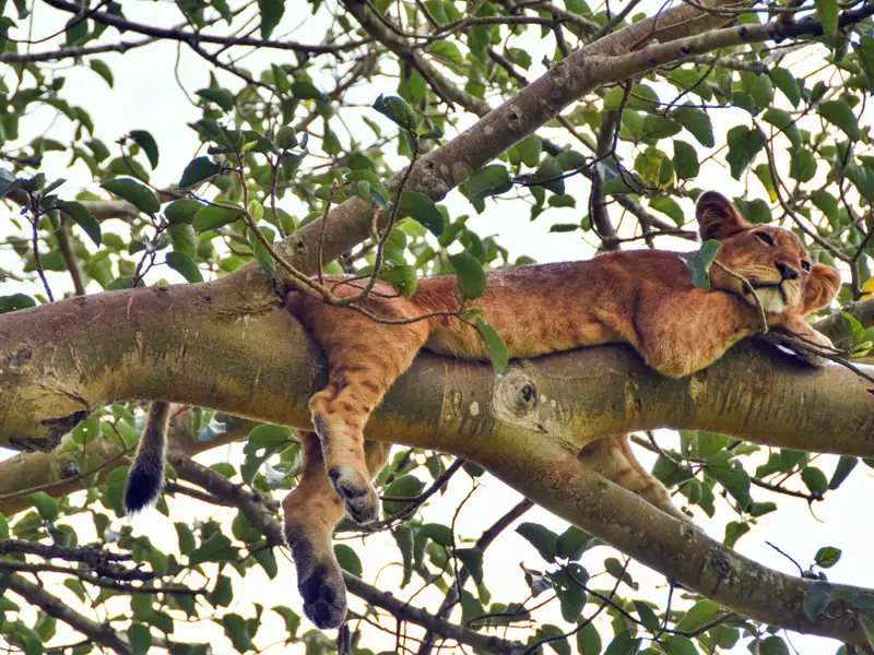 Löwe ruht auf einem Ast.