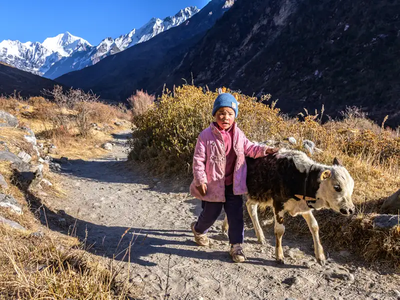 Kind führt Kalb auf Bergpfad