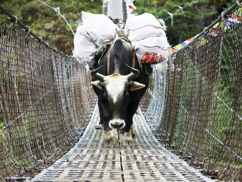 Ein Yak transportiert Gepäck über eine Hängebrücke.