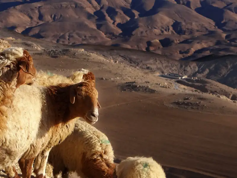 Schafe in einer Berglandschaft.