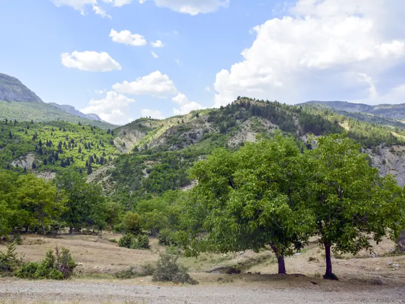 Grüne Landschaft mit Bäumen und Hügeln.