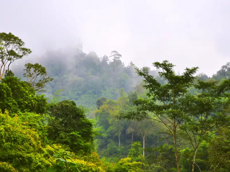 Mystischer Nebel über dem dichten Regenwald.