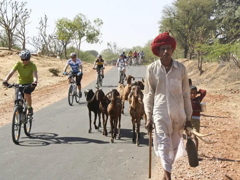 Begegnung von Radfahrern und Hirten mit Ziegen während einer Indien-Radreise.