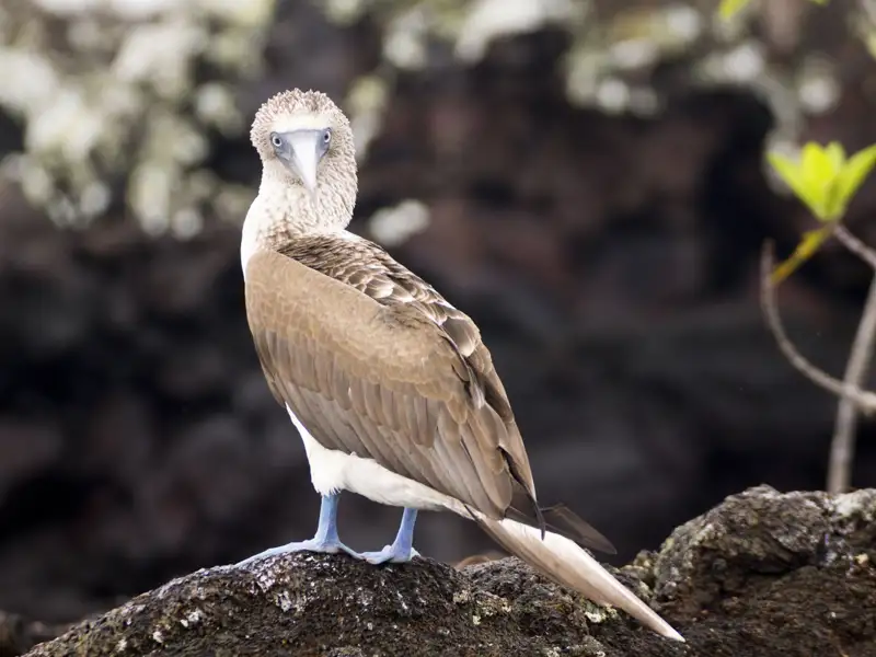 Blaufußtölpel auf den Galapagosinseln