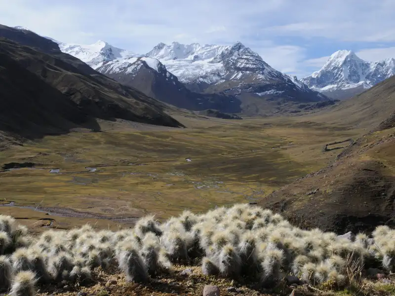 Hochgebirgstal mit schneebedeckten Gipfeln und Kakteen im Vordergrund.