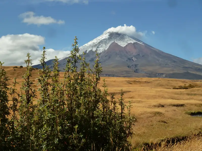 Panorama eines schneebedeckten Vulkans, der über einer goldenen Graslandschaft aufragt.