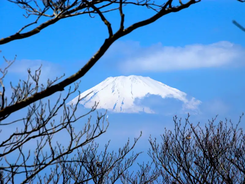 Der Fujiyama mit Schnee bedeckt, gesehen durch die Äste von Bäumen.