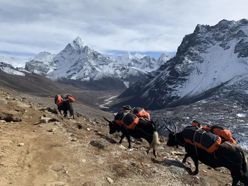 Packyaks auf einem Bergpfad im Himalaya, mit schneebedeckten Bergen im Hintergrund.