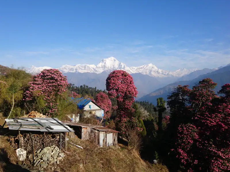 Blühende Rhododendren und ein Bergdorf im Himalaya.