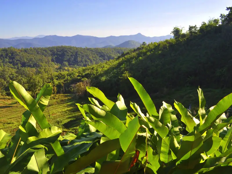 Grüne Bananenblätter im Vordergrund mit Blick auf die bewaldeten Hügel im Hintergrund.