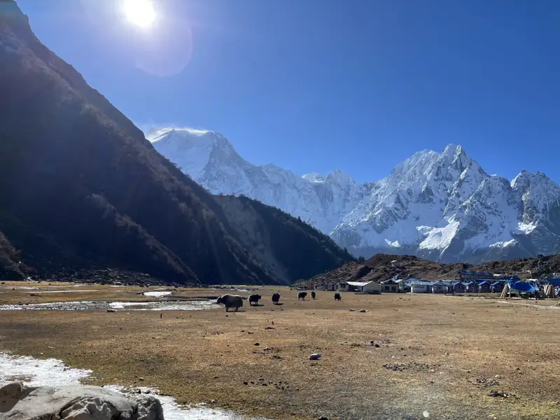 Yaks in einer Berglandschaft