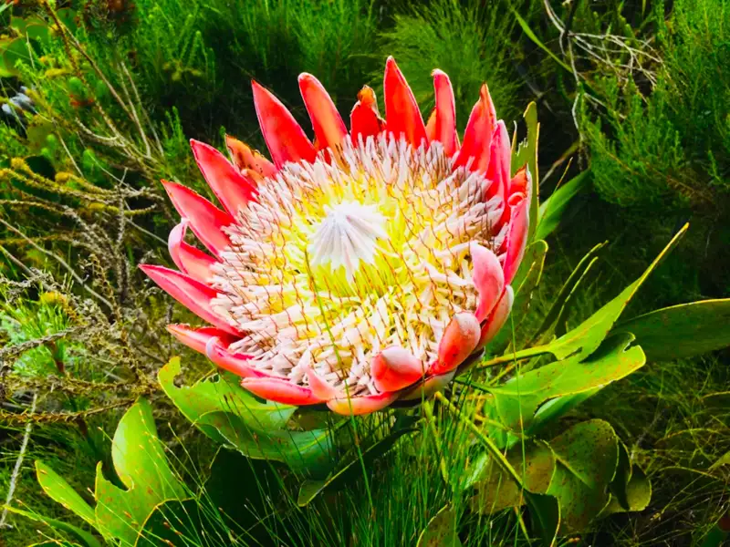 Detaillierte Ansicht einer Protea-Blüte.
