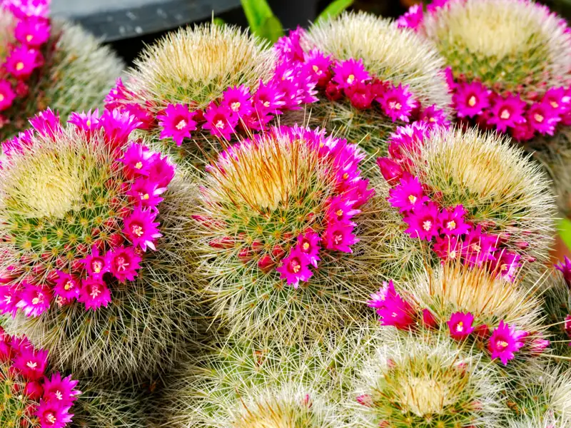 Rosa Blüten auf blühenden Kakteen.