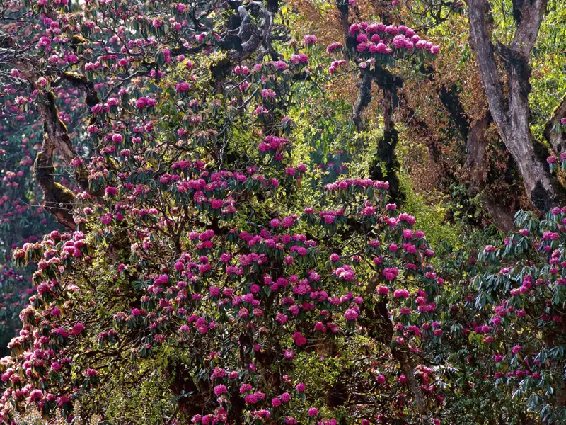 Rhododendronblüten in einem Waldgebiet.