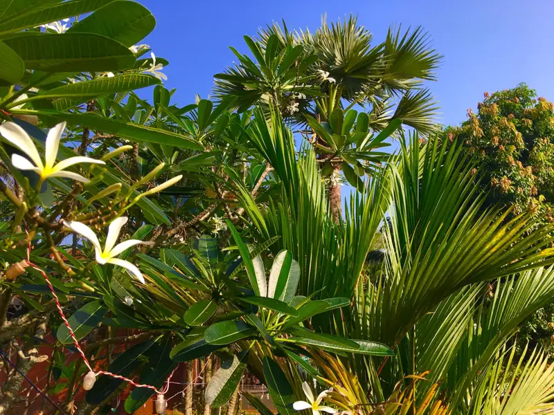 Tropische Pflanzen und Palmen unter blauem Himmel.