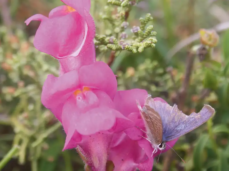 Blauer Schmetterling auf rosa Blume
