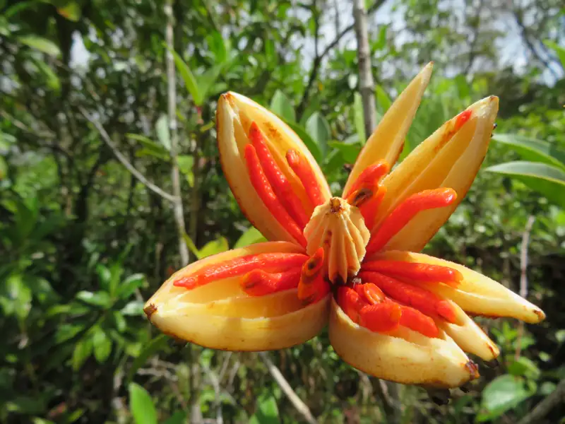 Detaillierte Ansicht einer exotischen Blume mit leuchtend orangefarbenen und gelben Blütenblättern.