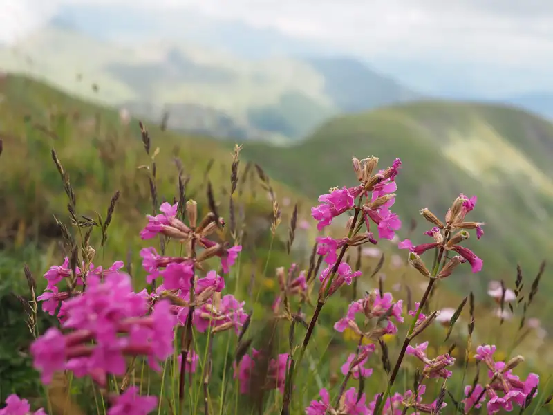 Rosa Bergblumen mit verschwommenem Hintergrund der Berglandschaft.