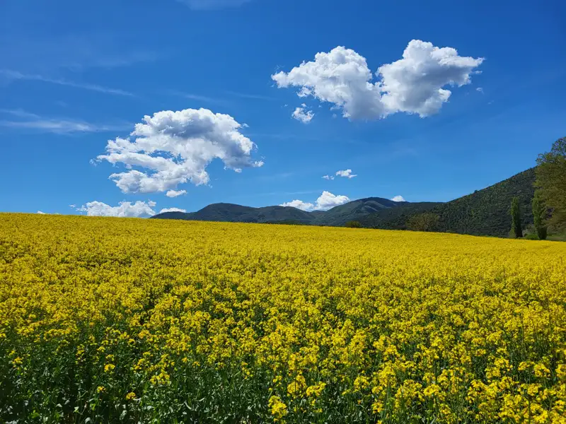 Blühendes Rapsfeld mit Hügeln im Hintergrund