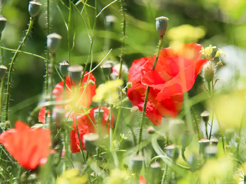 Rote Mohnblumen und Mohnkapseln auf einer grünen Wiese.