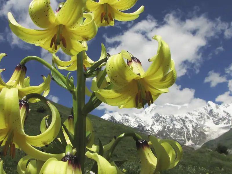 Panoramablick auf die Gergeti Dreifaltigkeitskirche und den Berg Kasbek in Georgien.