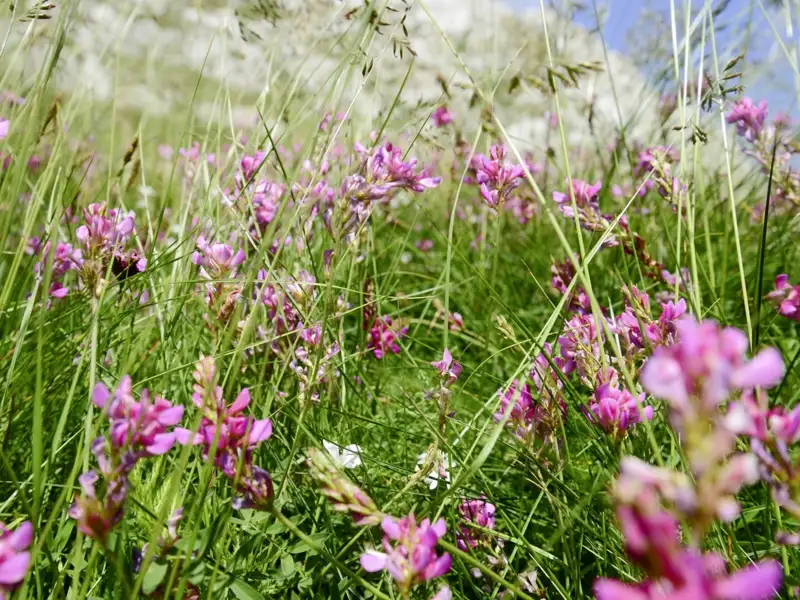 Nahaufnahme von rosa Wildblumen auf einer Wiese, die Teil der Landschaft entlang der Reise sein könnte.