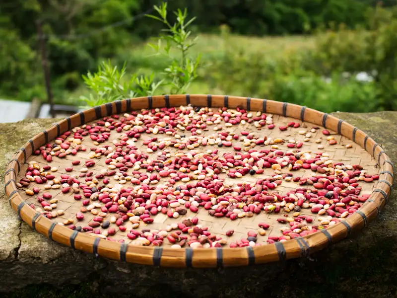 Bohnen werden auf einem geflochtenen Tablett zum Trocknen ausgelegt.