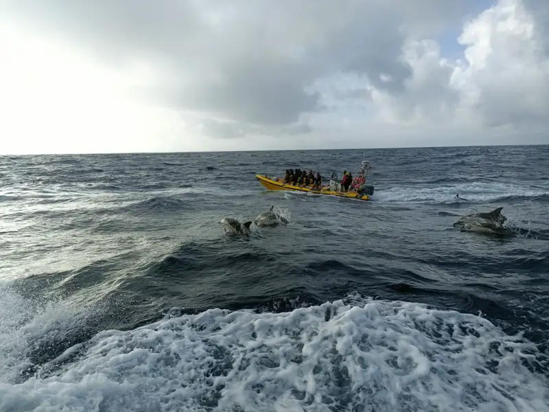 Delphine schwimmen im Meer neben einem Boot voller Menschen.