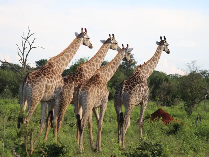 Giraffen in der Savanne