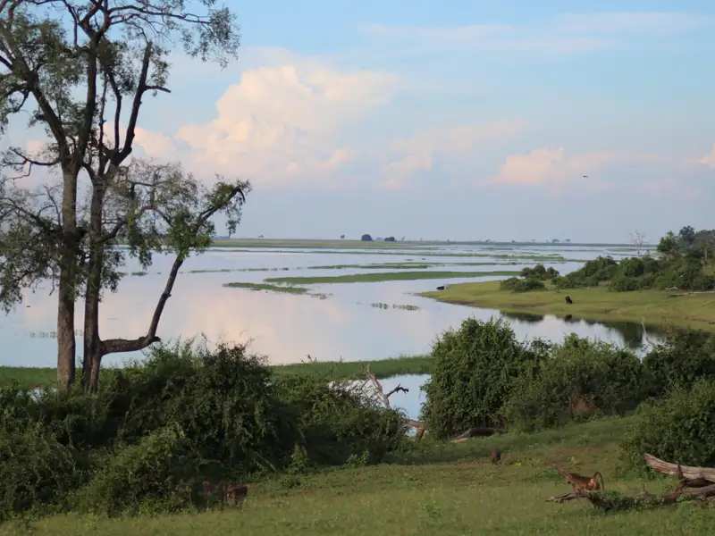 Uferlandschaft mit Wasser und Tieren.