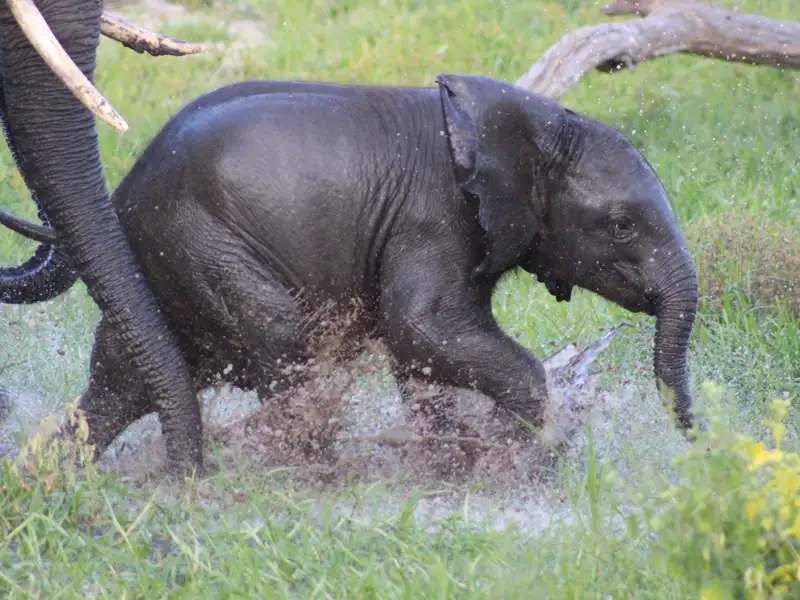 Ein kleines Elefantenkalb rennt spielerisch durch eine Wasserpfütze und spritzt dabei Wasser auf.