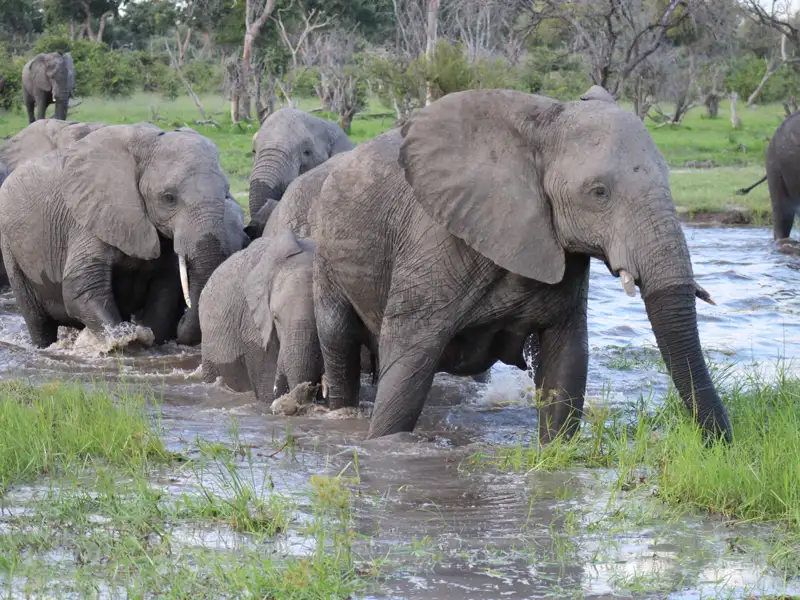 Elefantenherde durchquert ein Gewässer.