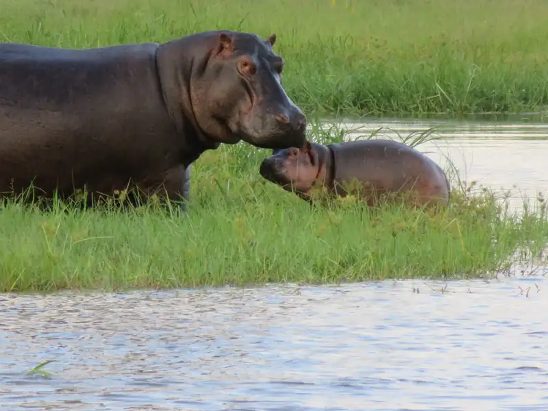Flusspferd Mutter und Junges am Flussufer
