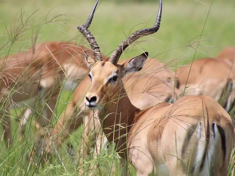 Impala mit markanten Hörnern im hohen Gras.