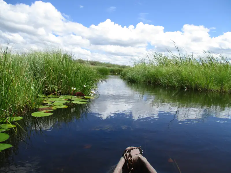 Kanufahrt auf einem Fluss durch üppiges Schilf und Seerosen.