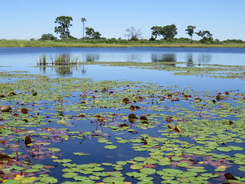 Seerosen und Wasserpflanzen auf einem See.