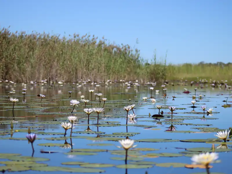 Weiße Seerosen und Seerosenblätter auf einem Gewässer mit Schilf im Hintergrund.