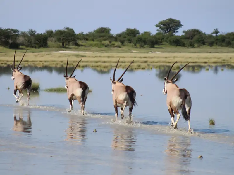 Vier Oryxantilopen durchwaten ein flaches Gewässer, möglicherweise auf der Suche nach Wasser oder Nahrung.