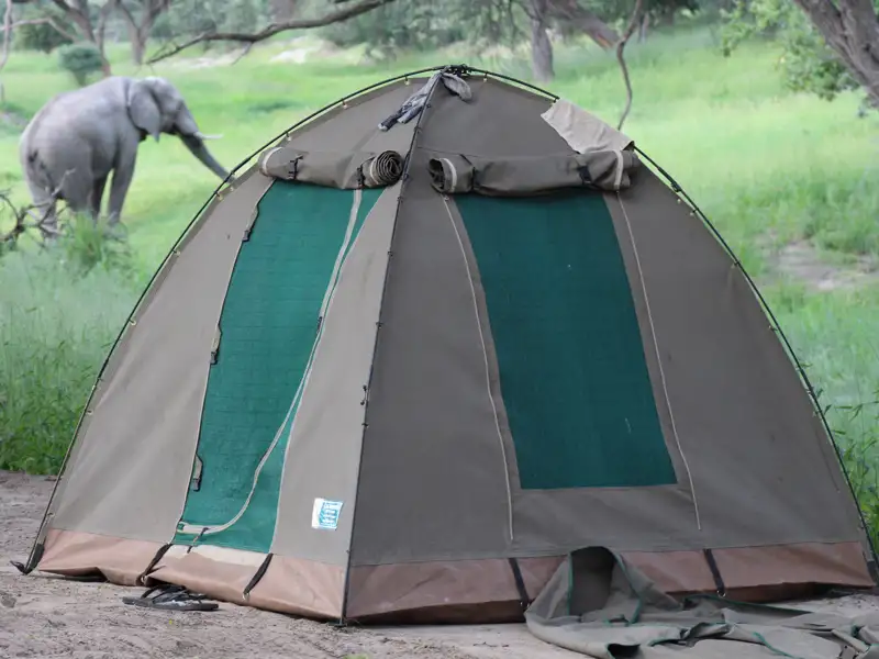 Zeltplatz in der Nähe eines Elefanten.