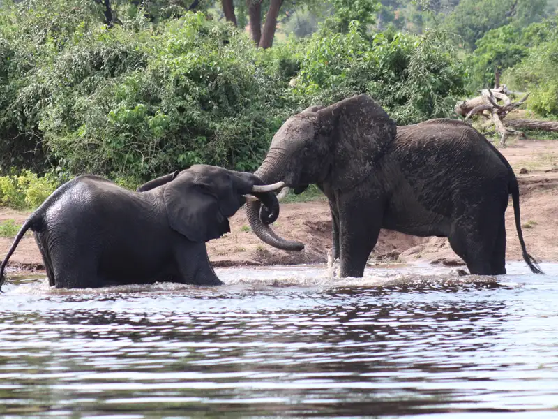 Zwei Elefanten im Wasser.