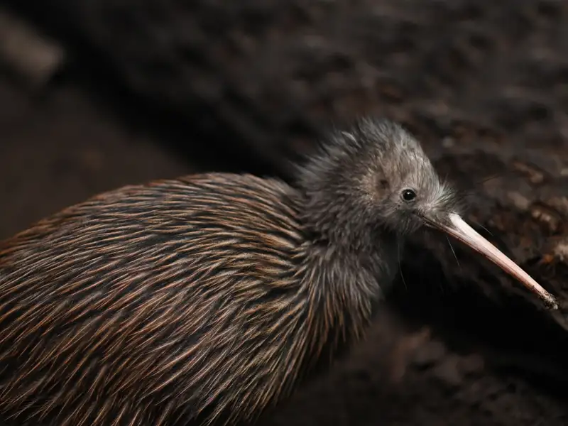 Kiwi mit charakteristischem langem Schnabel und braunem Gefieder.