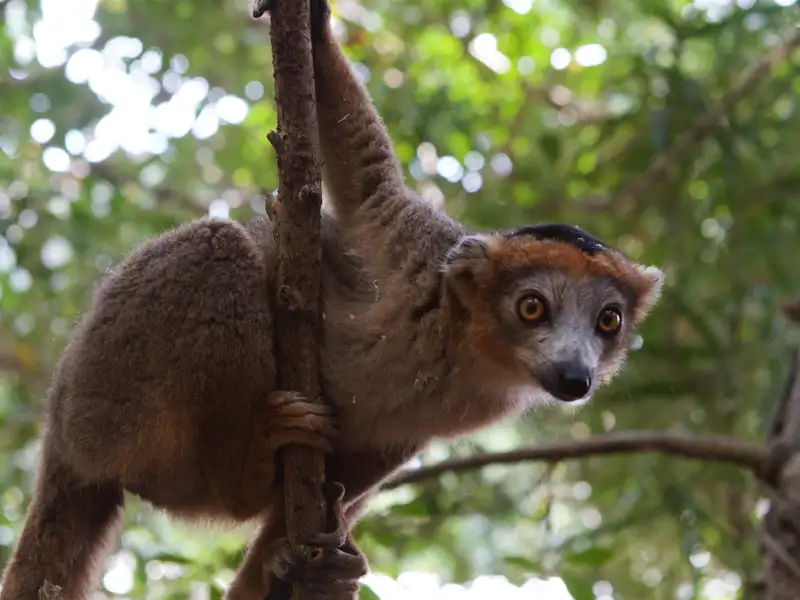 Kronenmaki klettert auf einem Ast im Wald.