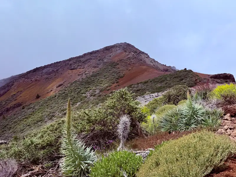 Vegetation am Berghang