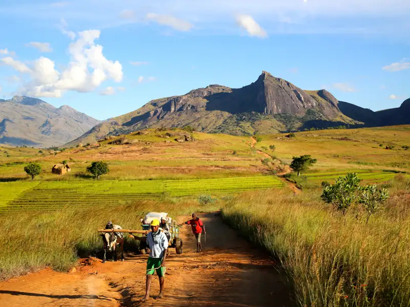 Transport mit Ochsenkarren in einer ländlichen Bergregion.