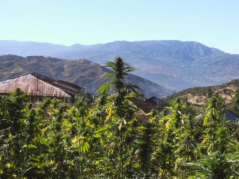 Hanfpflanzen im Vordergrund, dahinter ein Haus mit Wellblechdach und eine Berglandschaft.