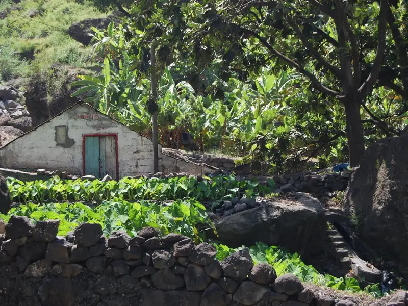 Kleines weißes Haus mit blaugrüner Tür inmitten von Bananenstauden und grünen Pflanzen, umgeben von einer Steinmauer.