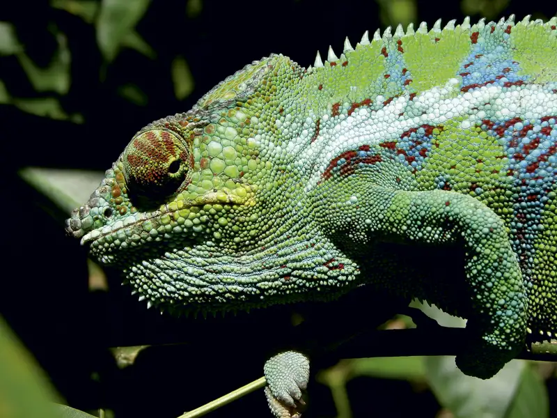 Chamäleon auf einem Ast