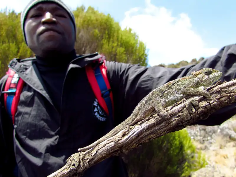 Chamäleon auf einem Ast, gehalten von einem Wanderer.