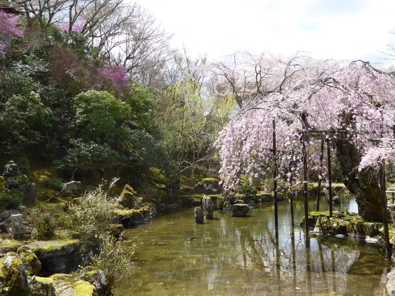 Teich mit Kirschblüten und grüner Landschaft.